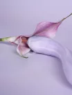 Margot Lilac Swirl